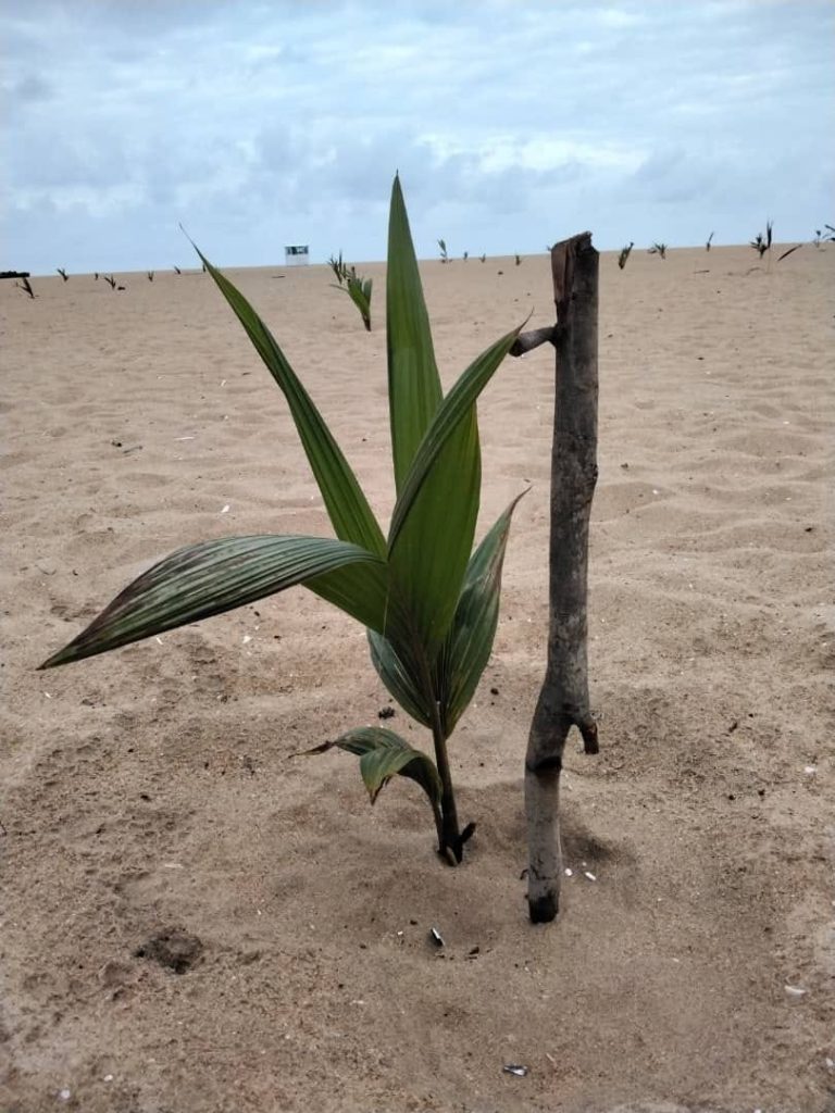 PLANTER UN ARBRE EST UNE BONNE CHOSE MAIS L’ENTRETENIR EST ENCORE MIEUX
